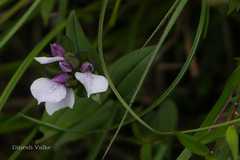 Brachycorythis wightii